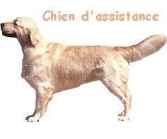 Chiens d'assistance