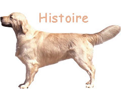 Histoire du Golden et Labrador retriever