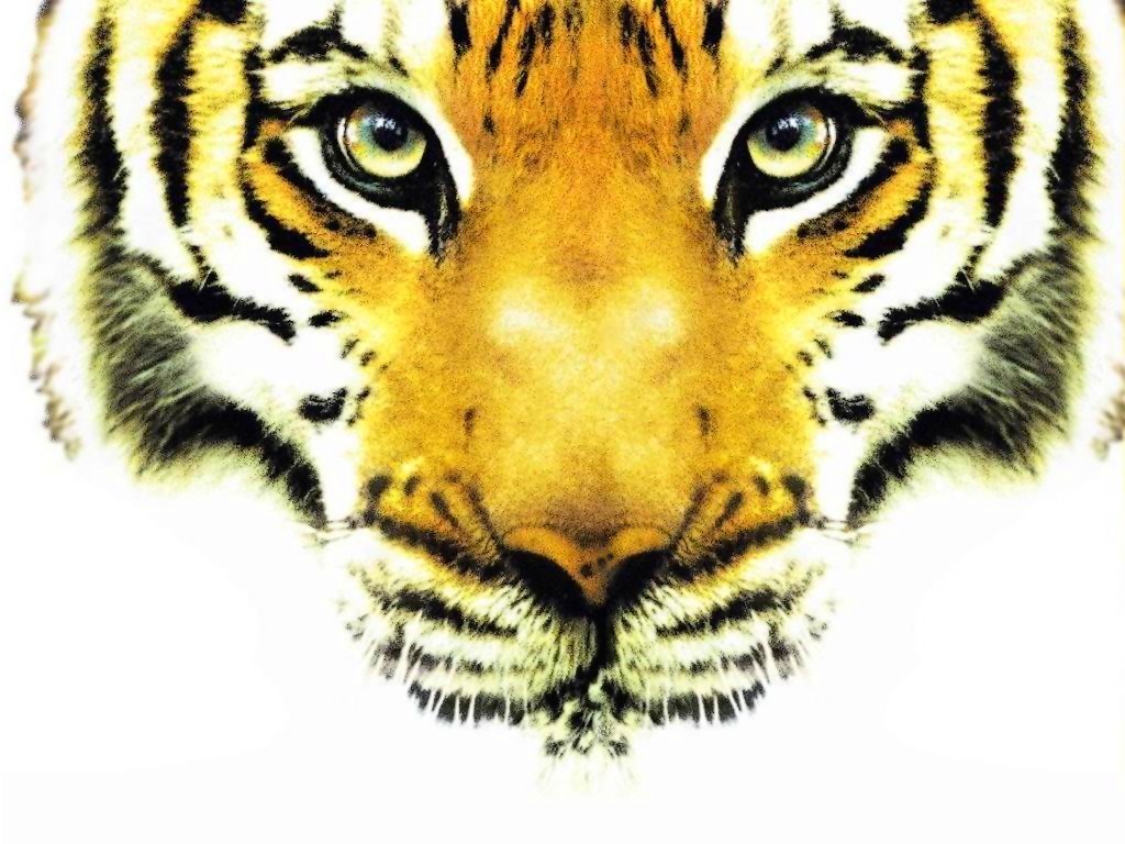 Tigre